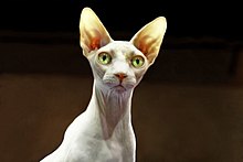 Quels produits pour un rasage végan ? 220px-Sphynx_-_ChickenCat_-_edit