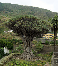 *** نباتات زينة *** 220px-Dracaena_draco