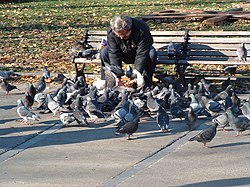 Le jeu a la con [version image] - Page 9 250px-Man_feeding_pigeons