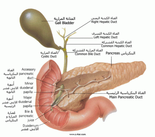 تقنيات وفوائد رياضة كمال الأجسام 32770