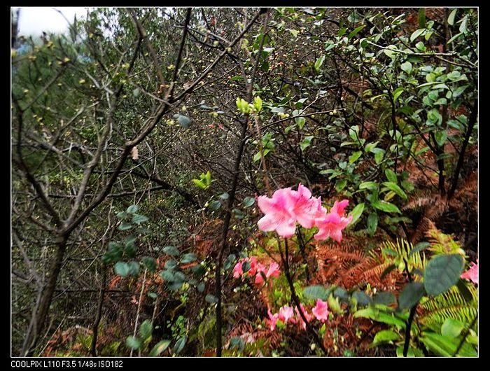 3.13号中雨十四人乱爬樟村乱石坑 一杜山岙，乱石坑大美了  20120312155640234