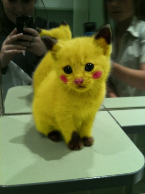 Quel est votre pokémon préféré ? - Page 3 Pikachukitty