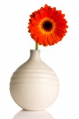 Departamento de Noah 19140379-gerbera-en-florero-aislado-en-el-fondo-blanco