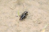 Hot News|| Dominators to build a Practice Ground 7400535-a-kind-of-orthoptera-insects-on-the-ground-can-used-as-teaching-biology-insects-specimens-taken-phot