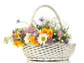أجمل و أحلى الباقات و الورود 14352791-beau-bouquet-de-fleurs-sauvages-lumineuses-dans-le-panier-isole-sur-blanc