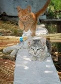 Graustreif und Feuerstern als ECHTE Katzen 7755904-eine-rote-katze-springt-ber-durch-grau