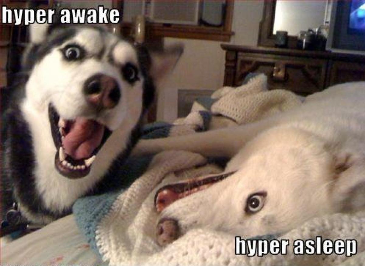 Husky Dog-meme-hyper-awake-hyper-asleep-hot-979716944