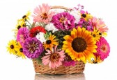 أجمل و أحلى الباقات و الورود 14906757-beau-bouquet-de-fleurs-aux-couleurs-vives-dans-le-panier-isole-sur-blanc