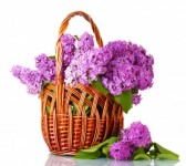 أجمل و أحلى الباقات و الورود 14794253-belles-fleurs-de-lilas-dans-le-panier-isole-sur-blanc