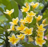 VƯỜN CÂY ĐV II - Page 27 9518213-a-bunch-of-yellow-plumeria-amidst-a-sea-of-green-leaves