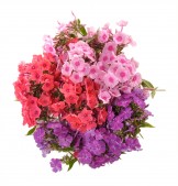 أجمل و أحلى الباقات و الورود 10109478-rouge-lilas-fleurs-roses-phlox-sont-collectees-dans-un-bouquet