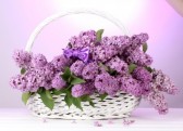 أجمل و أحلى الباقات و الورود 14503690-belles-fleurs-de-lilas-dans-le-panier-sur-fond-violet