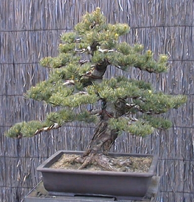 [Jeu] Je voudrais... Bonsai01