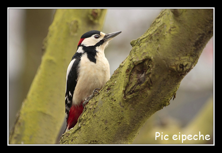 concours fvrier - les photos Animaux