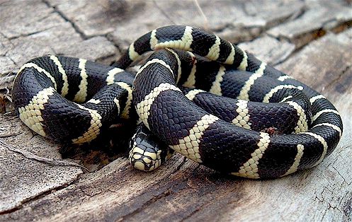 serpents roi de californie Getulus