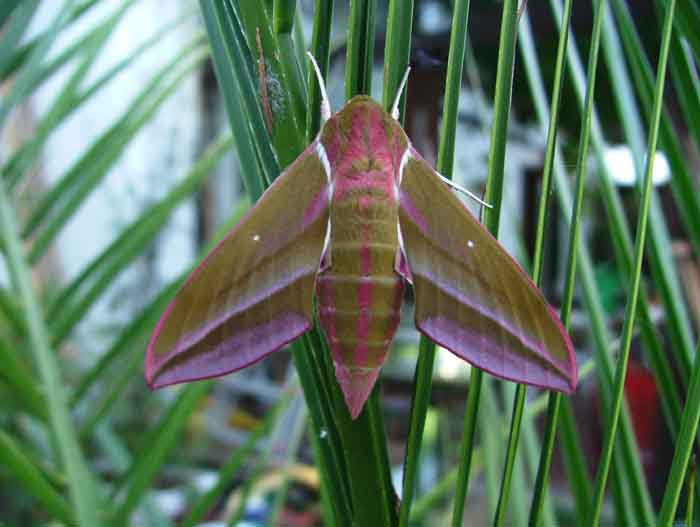 mes papillons... Grand%20sphinx%20de%20la%20vigne%201%20bis