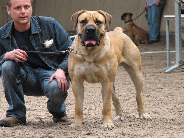 welke honden Boerboel_keuring_2006BERRE