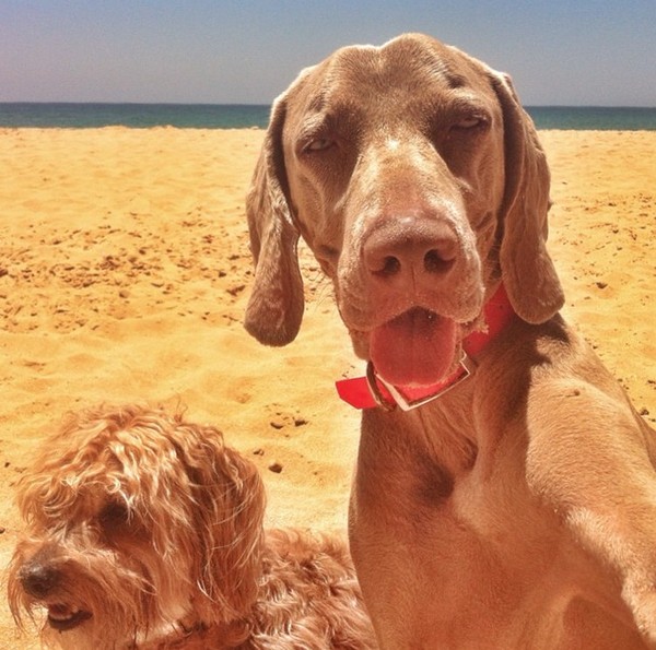 Chú chó tạo dáng chụp ảnh trên Instagram có 3,5 triệu fan 1417133741_17
