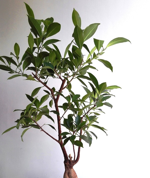 How Should I Style My Ficus ?? 4v6t_new_-_copy