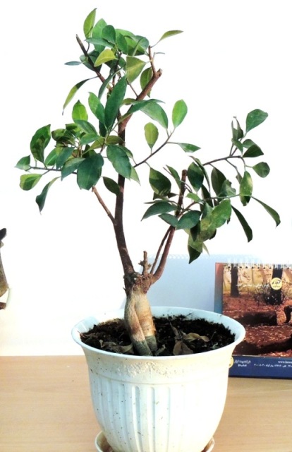 How Should I Style My Ficus ?? Mq7o_old