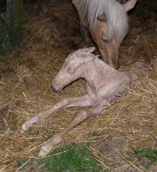 palomino avec peau rose 1