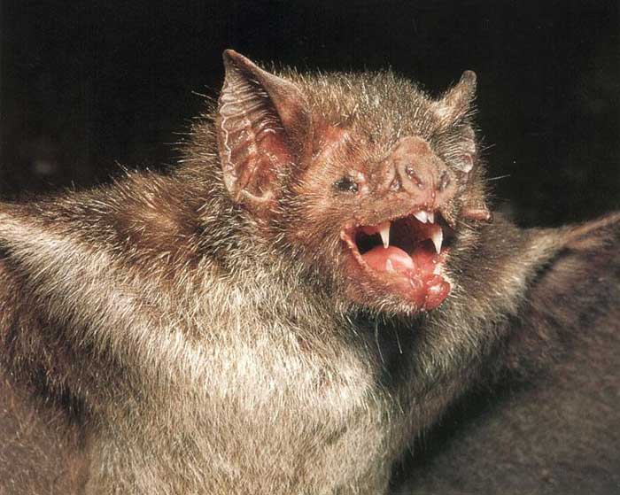 Chauve souris (vampire) Ewyxvxtz