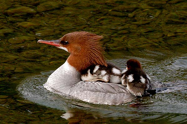 البلقشة..مجموعة البط Jun3merganser3