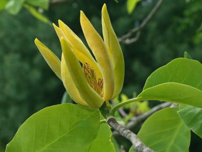  HOA GIEO TỨ TUYỆT - Page 4 Magnolia_acuminata%232974d%232_400