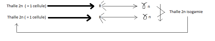 Classification.générale (cours) Sans-titre-1