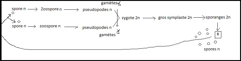 Classification.générale (cours) Sans-titre-104