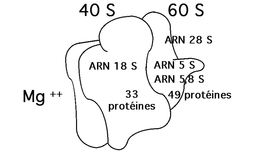 BIOLOGIE MOLECULAIRE (cours) Sans-titre-13