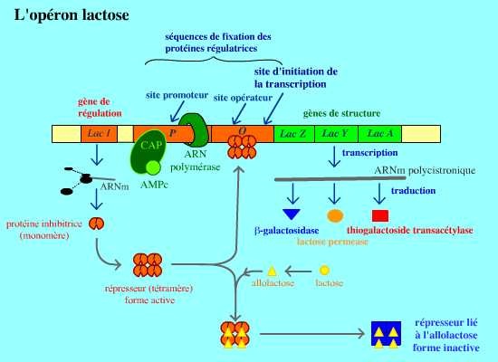 BIOLOGIE MOLECULAIRE (cours) Sans-titre-14