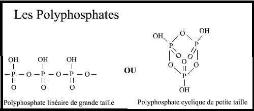 Cyanobactéries Sans-titre-15