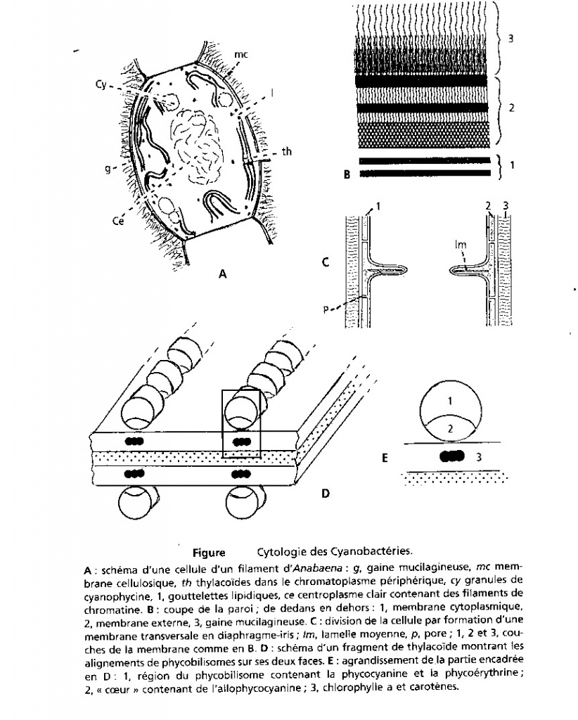 Cyanobactéries Sans-titre-16