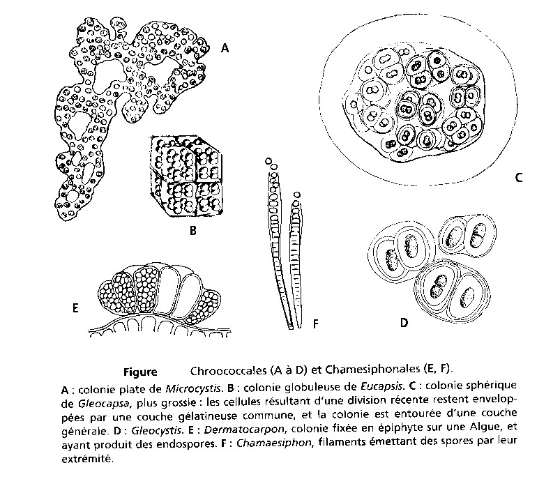 Cyanobactéries Sans-titre-17