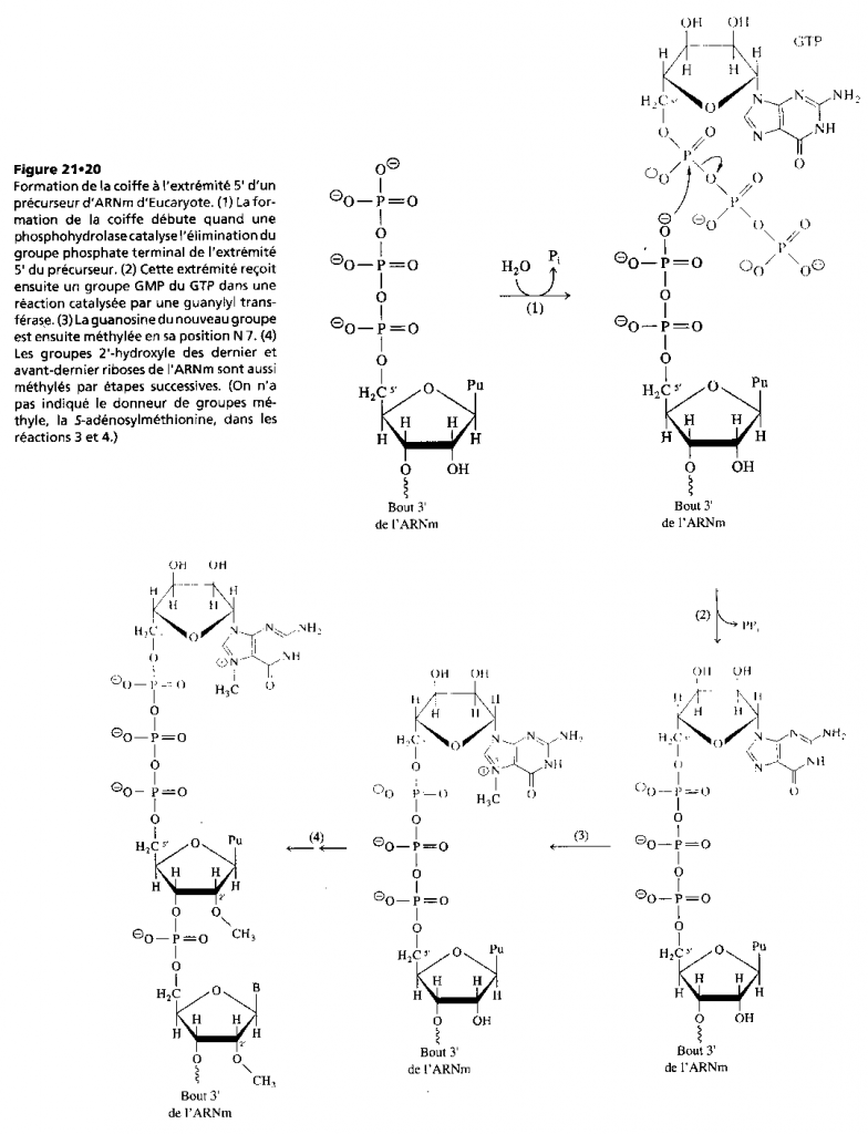 BIOLOGIE MOLECULAIRE (cours) Sans-titre-173