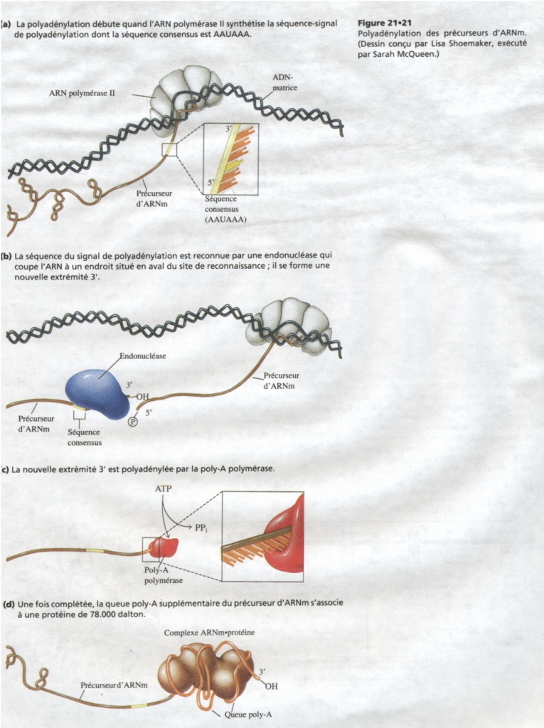 BIOLOGIE MOLECULAIRE (cours) Sans-titre-174