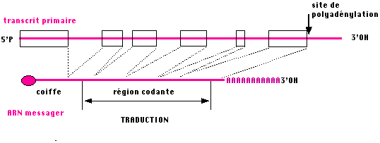 BIOLOGIE MOLECULAIRE (cours) Sans-titre-179