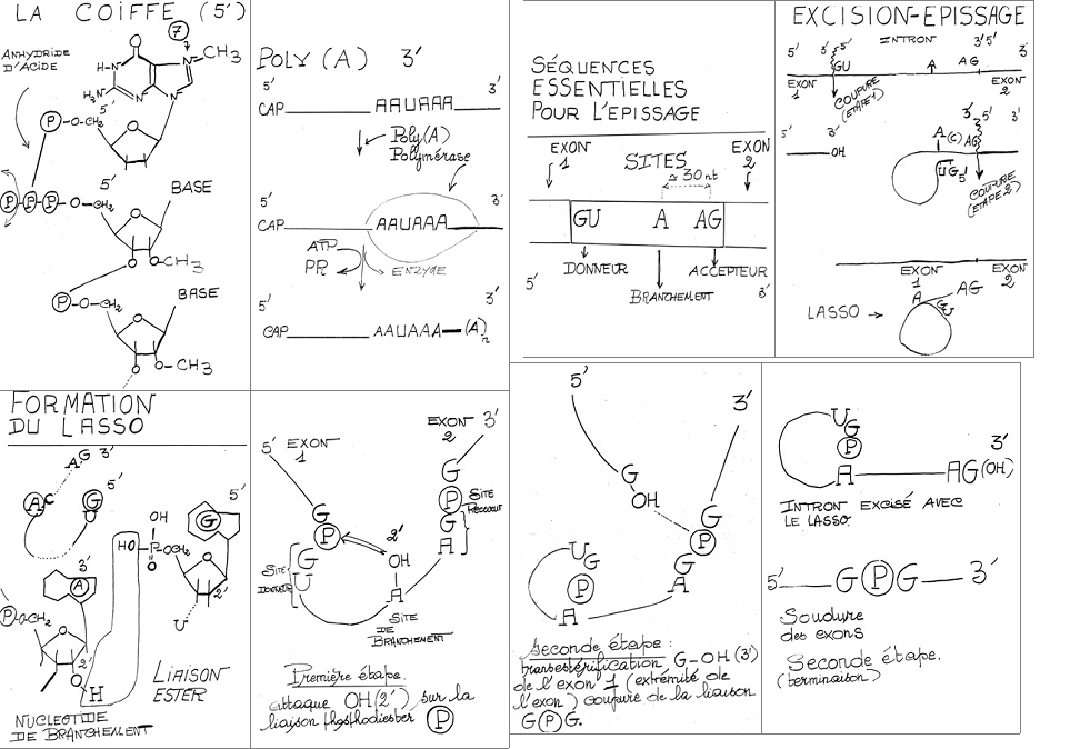 BIOLOGIE MOLECULAIRE (cours) Sans-titre-181