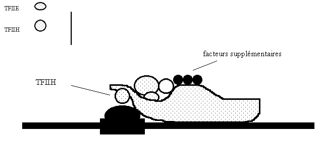 BIOLOGIE MOLECULAIRE (cours) Sans-titre-185