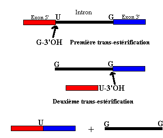 BIOLOGIE MOLECULAIRE (cours) Sans-titre-187