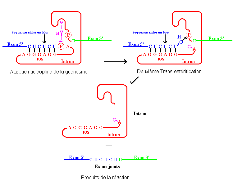 BIOLOGIE MOLECULAIRE (cours) Sans-titre-188