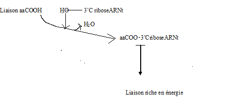 BIOLOGIE MOLECULAIRE (cours) Sans-titre-193