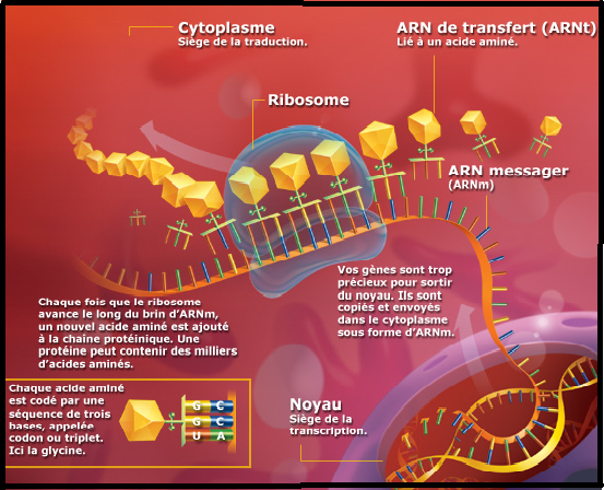 BIOLOGIE MOLECULAIRE (cours) Sans-titre-194