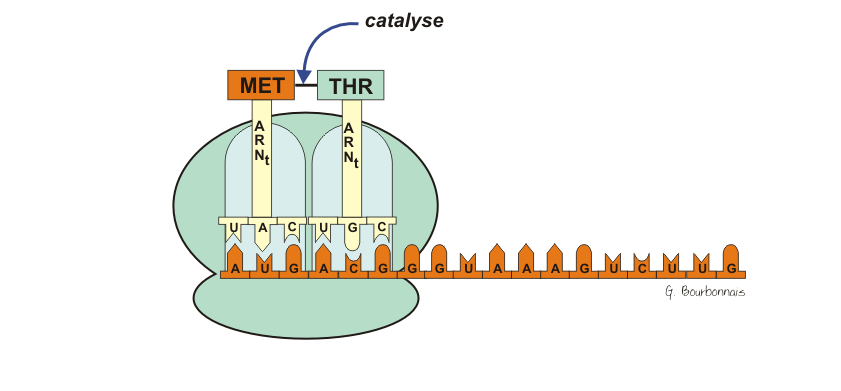 BIOLOGIE MOLECULAIRE (cours) Sans-titre-335