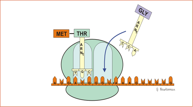 BIOLOGIE MOLECULAIRE (cours) Sans-titre-337