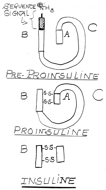 BIOLOGIE MOLECULAIRE (cours) Sans-titre-341