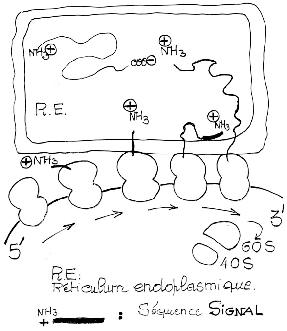 BIOLOGIE MOLECULAIRE (cours) Sans-titre-343