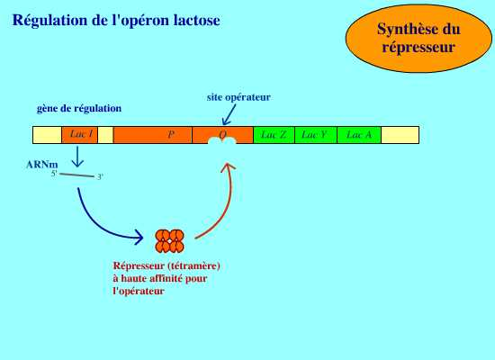 BIOLOGIE MOLECULAIRE (cours) Sans-titre-344