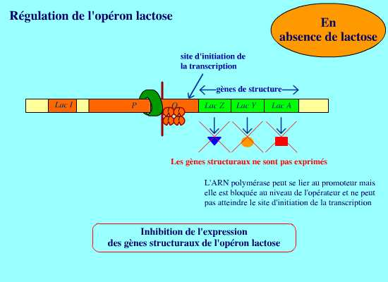 BIOLOGIE MOLECULAIRE (cours) Sans-titre-345